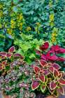 USA, Washington State, Sammamish. Coleus in planters in garden Art Print